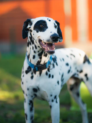 Dalmata kutya kültéri portréja, elmosott háttérrel