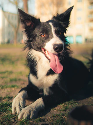 Border collie kutya portréja a fűben fekve, kilógó nyelvvel