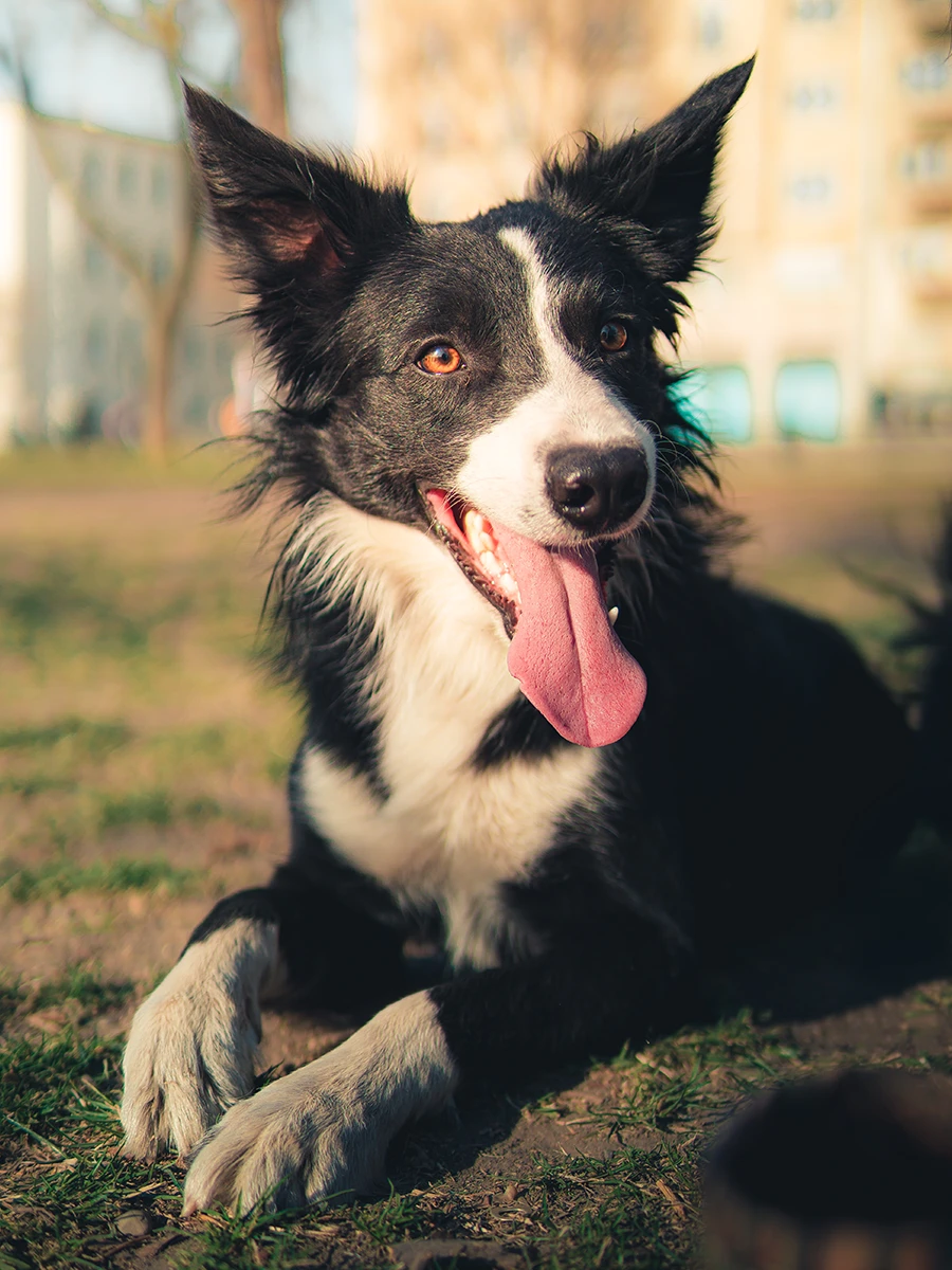 A border collie lying in the grass with its tongue out